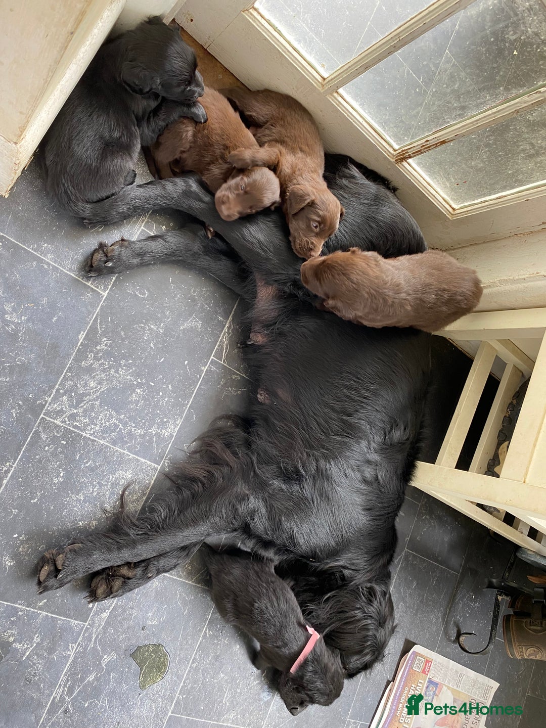Flat coated Retriever dogs for sale: FLATCOATED RETRIEVER PUPPYS  - Image 4