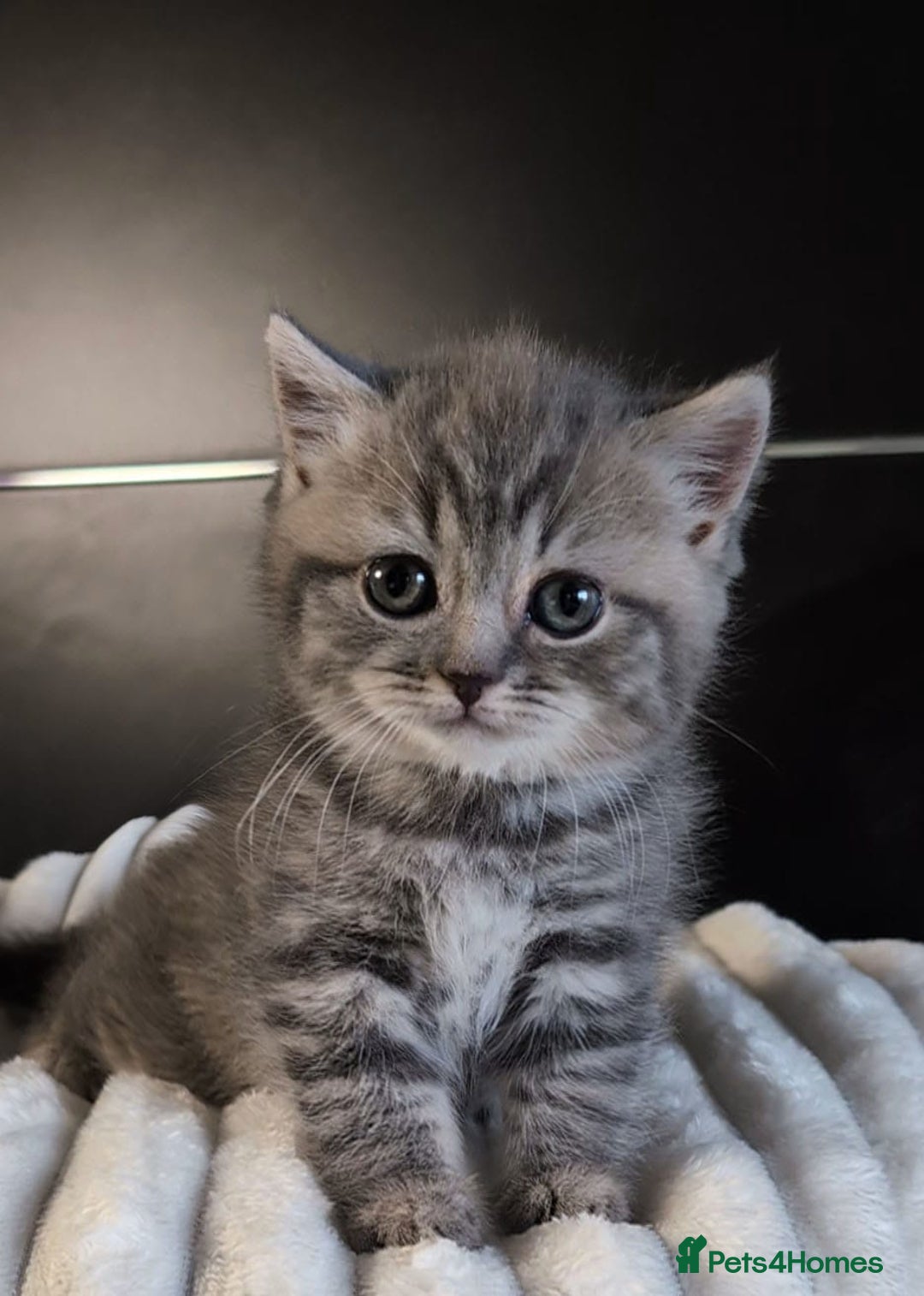 British Longhair cats for sale: 💖💙 BSH and BLH ● TICA & GCCF reg ●  - Advert 23