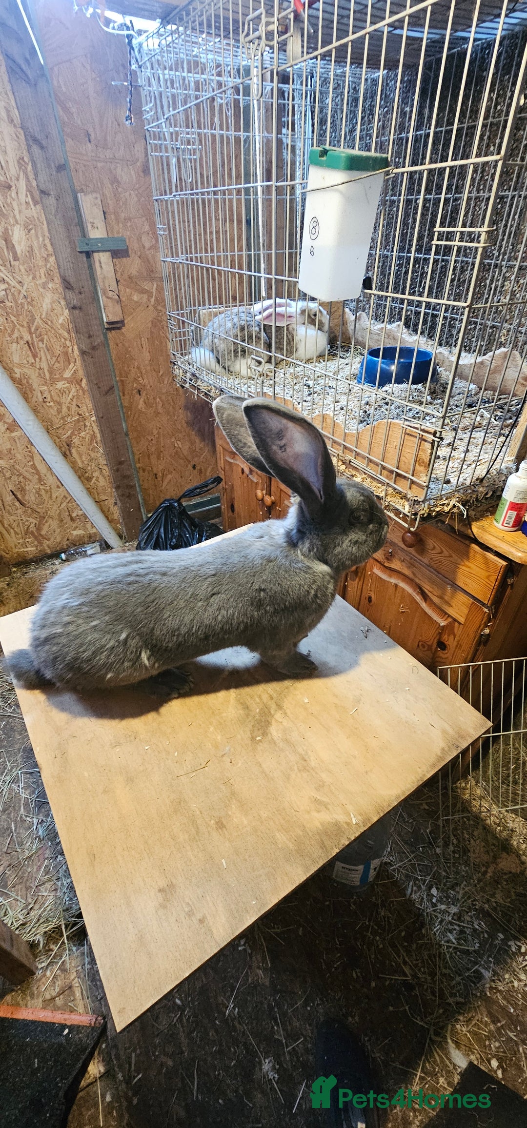 Continental Giant rabbits for sale: Continental Giants Merle - Image 29