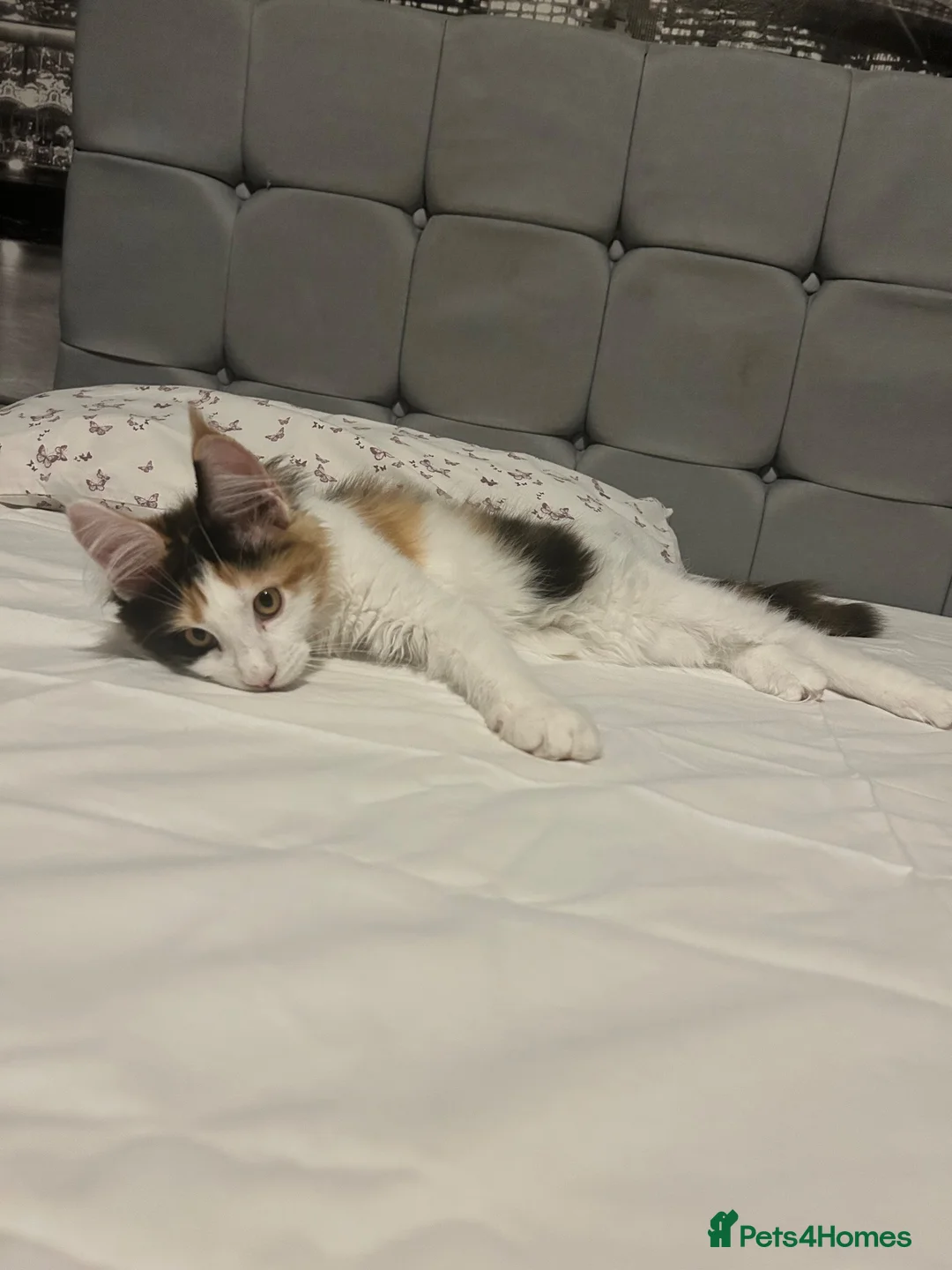 Maine Coon cats for sale: Maine Coon - Advert 1