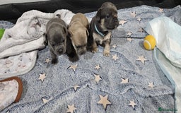 Mixed Breed dogs for sale: French Bulldog x Chichuhua - Image 14