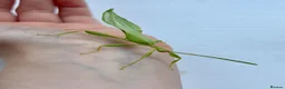 Mixed Breed invertebrates for sale: Leaf insect eggs  - Advert 3