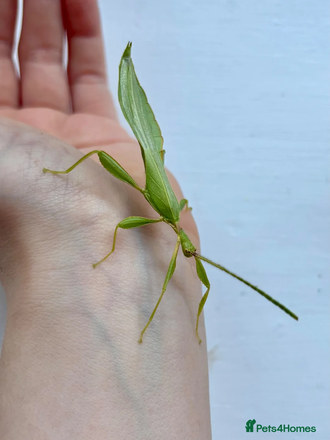 Mixed Breed invertebrates for sale: Leaf insect eggs  - Advert 3