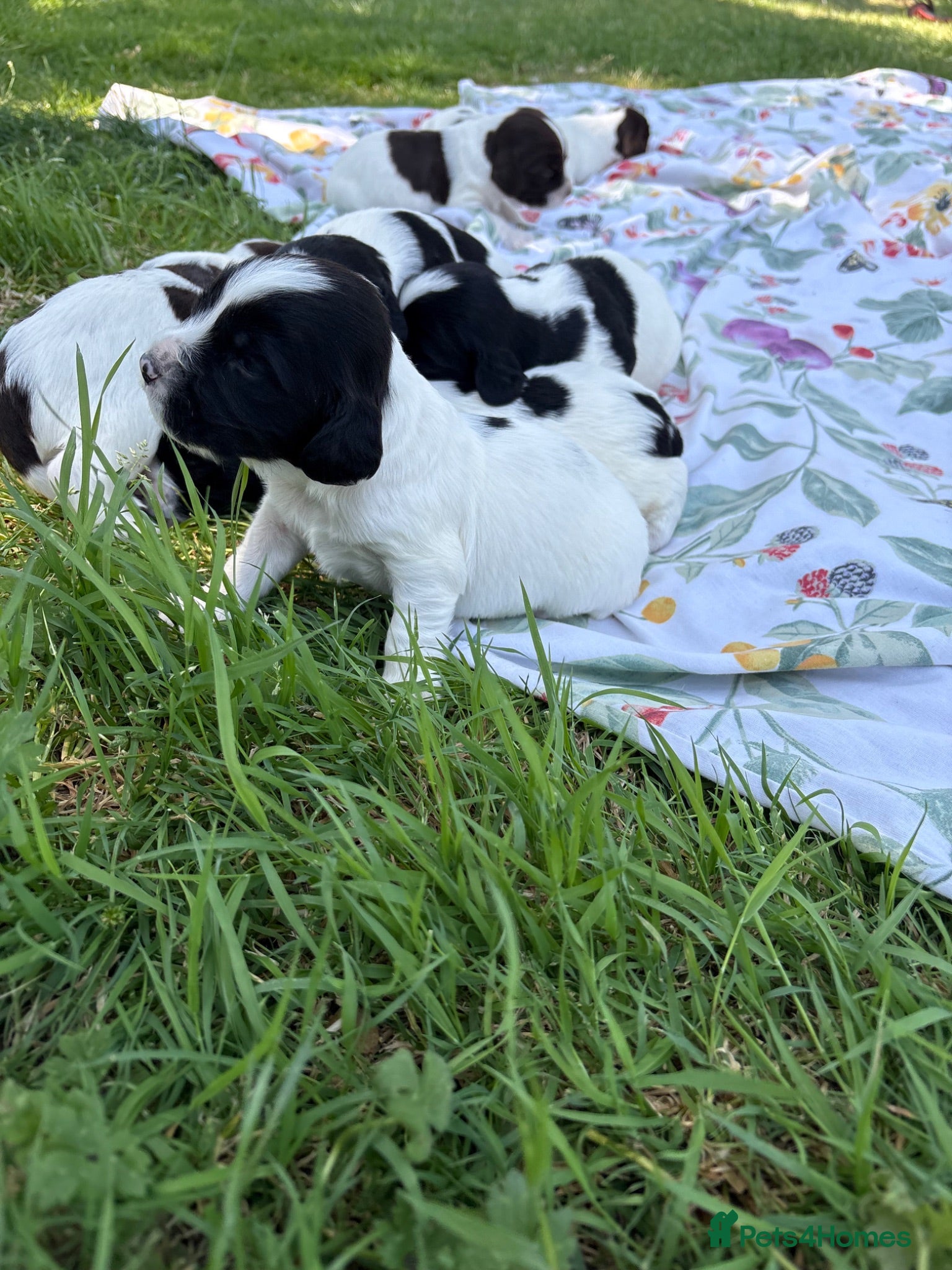 English Springer Spaniel dogs 9 beautiful springer puppies seeking forever home - Advert 2