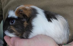 Guinea Pig rodents for sale: 7 Week Old Indoor Baby Guinea Pigs Male and Female - Image 5