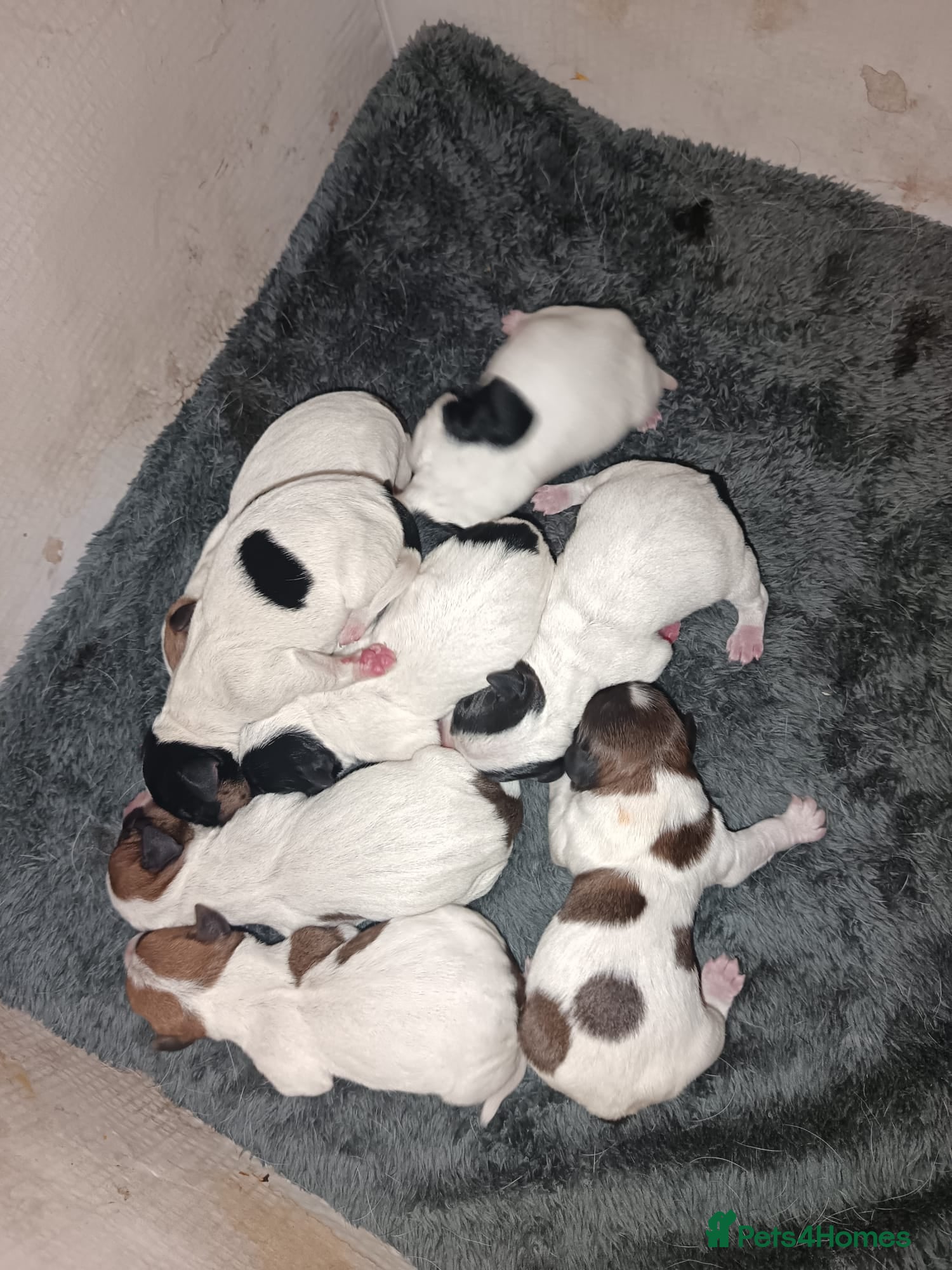 Jack Russell dogs stunning male Jack Russell puppy - Advert 6