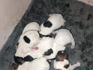 Jack Russell dogs stunning male Jack Russell puppy - Advert 6