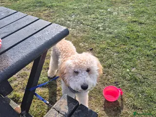 Mixed Breed dogs Goldendoodle - 8 Month Old - Advert 2