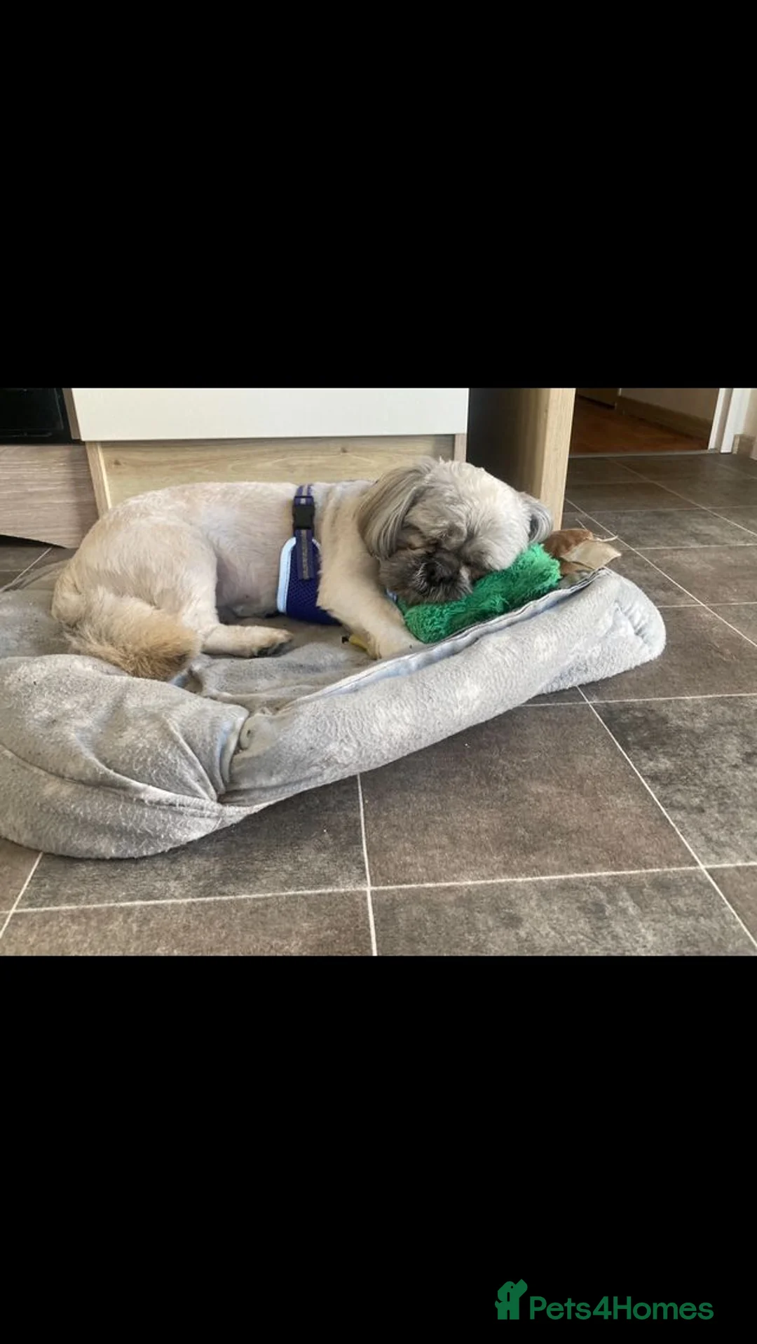 Shih Tzu dogs for stud: 5th Generation KC reg Shihtzu *STUD* in Llanfairpwllgwyngyll - Advert 5