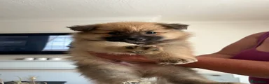 Pomeranian 1