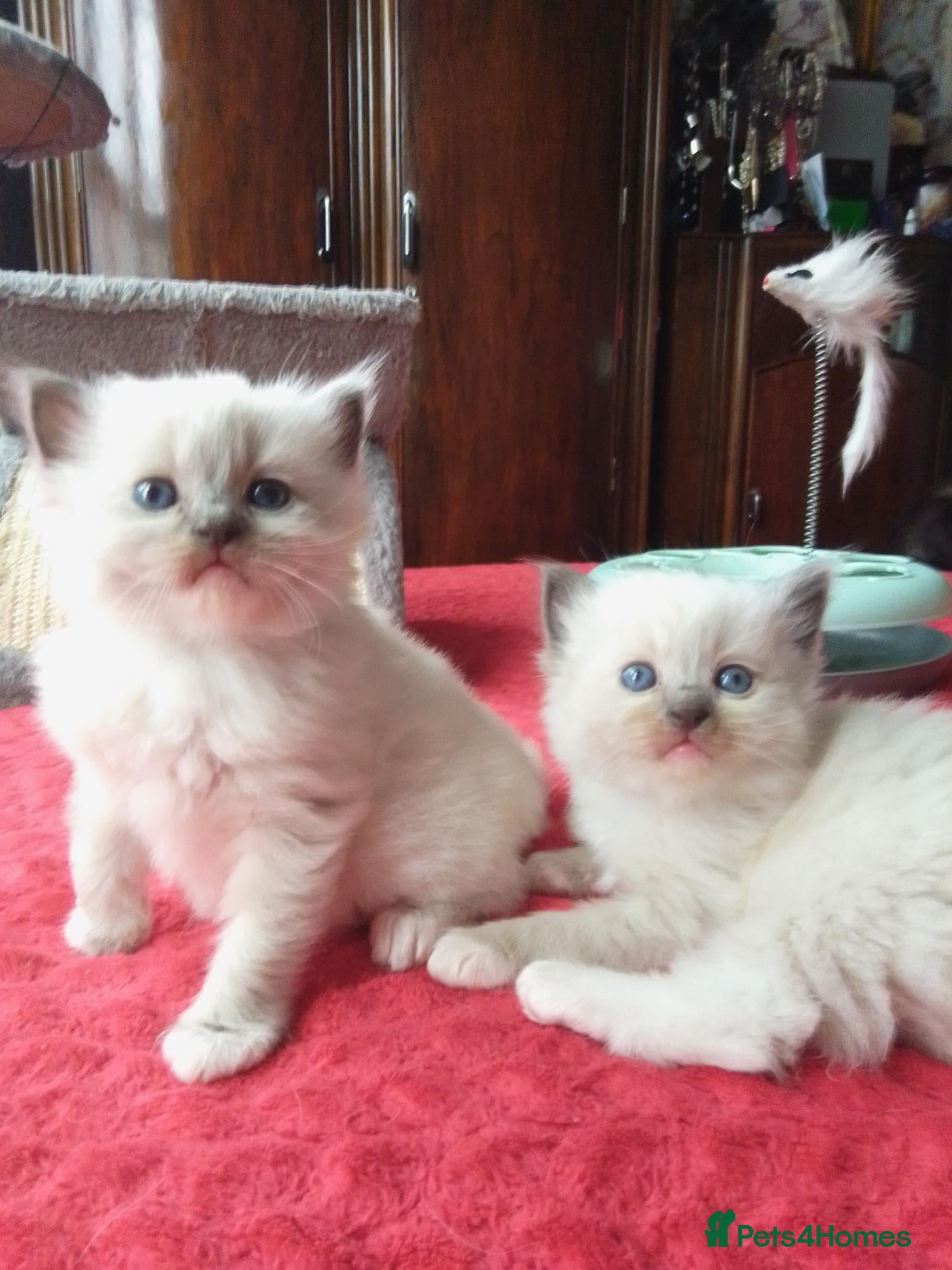 Ragdoll cats kittens - Advert 1