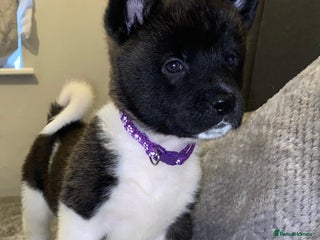 Akita dogs Beautiful American Akita Puppies 9 Boys 3 Females - Advert 16