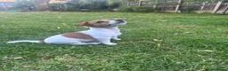 Jack Russell dogs for sale: 🐶 Beautiful Jack Russell Puppy for Sale 🐶 - Advert 13