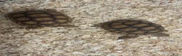 Tortoise reptiles for sale: Baby Sulcata Hatchlings in Swindon - Advert 2