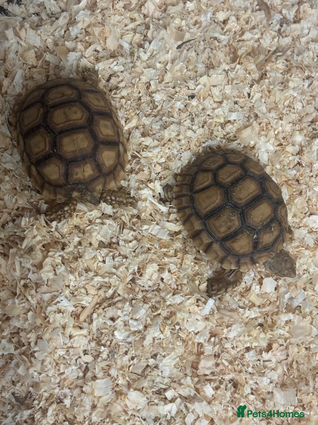Tortoise reptiles for sale: Baby Sulcata Hatchlings in Swindon - Advert 2
