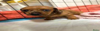 Miniature Dachshund 2