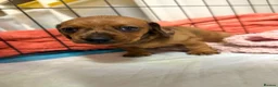 Miniature Dachshund dogs for sale: 2 x miniature dachshunds  in Colchester - Advert 7