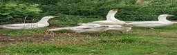Waterfowl poultry for sale: Hatching eggs for sale - Advert 2