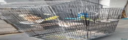 Budgerigars birds for sale: Beautiful 2x male budgies with Extra large Cage in London - Advert 8