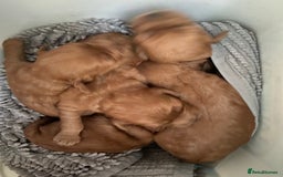 Cavapoo dogs for sale: Last 2 A1 Ruby/red Christmas Cavapoos 07816222523 in Derby - Image 5