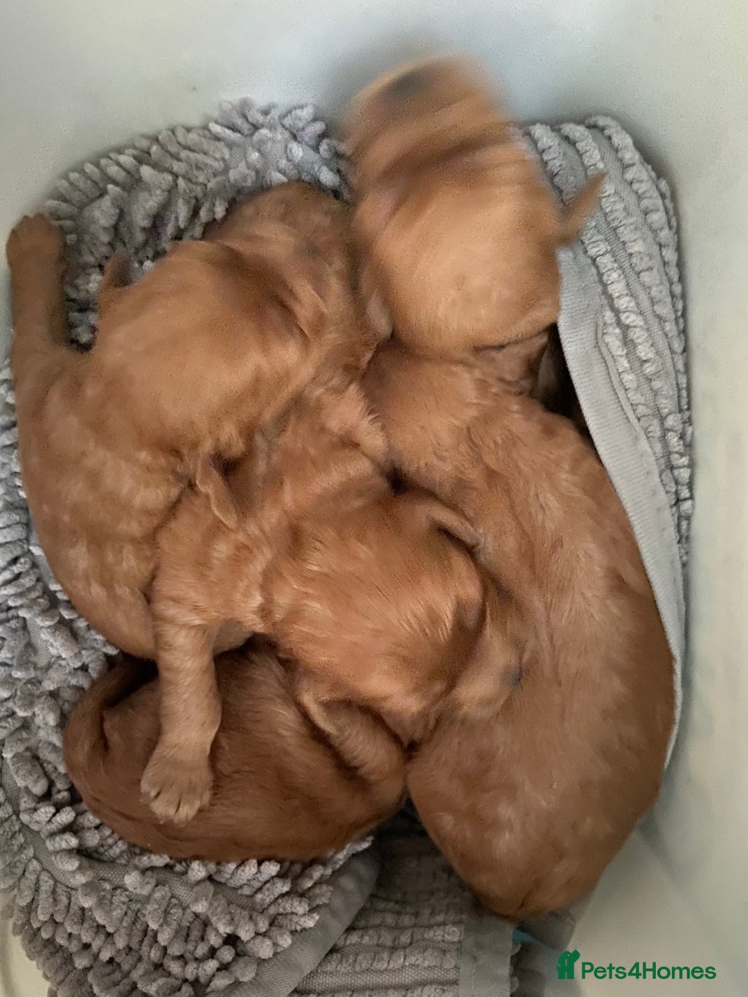 Cavapoo dogs for sale: Last 2 A1 Ruby/red Christmas Cavapoos 07816222523 in Derby - Image 5