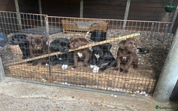 Labrador Retriever dogs for sale: Beautiful Labrador X Puppies  - Image 5