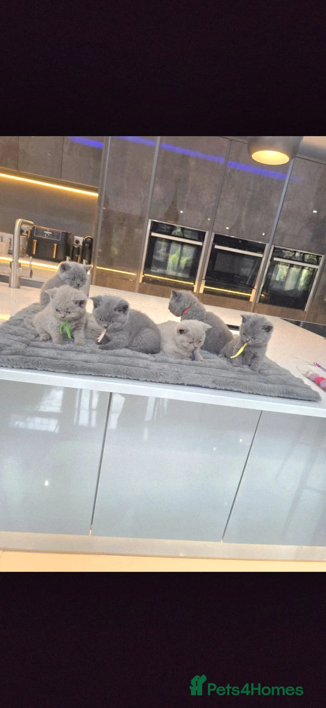 British Shorthair cats for sale: PEDIGREE BRITISH SHORTHAIR KITTENS - Advert 2