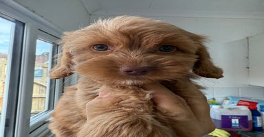 Cockapoo dogs - Advert 1