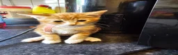 Mixed Breed cats for sale: 4 adorable female kittens for sale  - Advert 10
