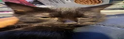 British Longhair cats for sale: Smokie for sale  - Advert 3