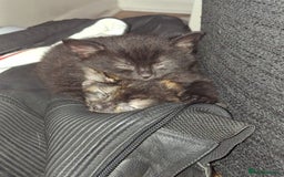 Ragdoll cats for sale: 3 ragdoll cross kittens  - Advert 11