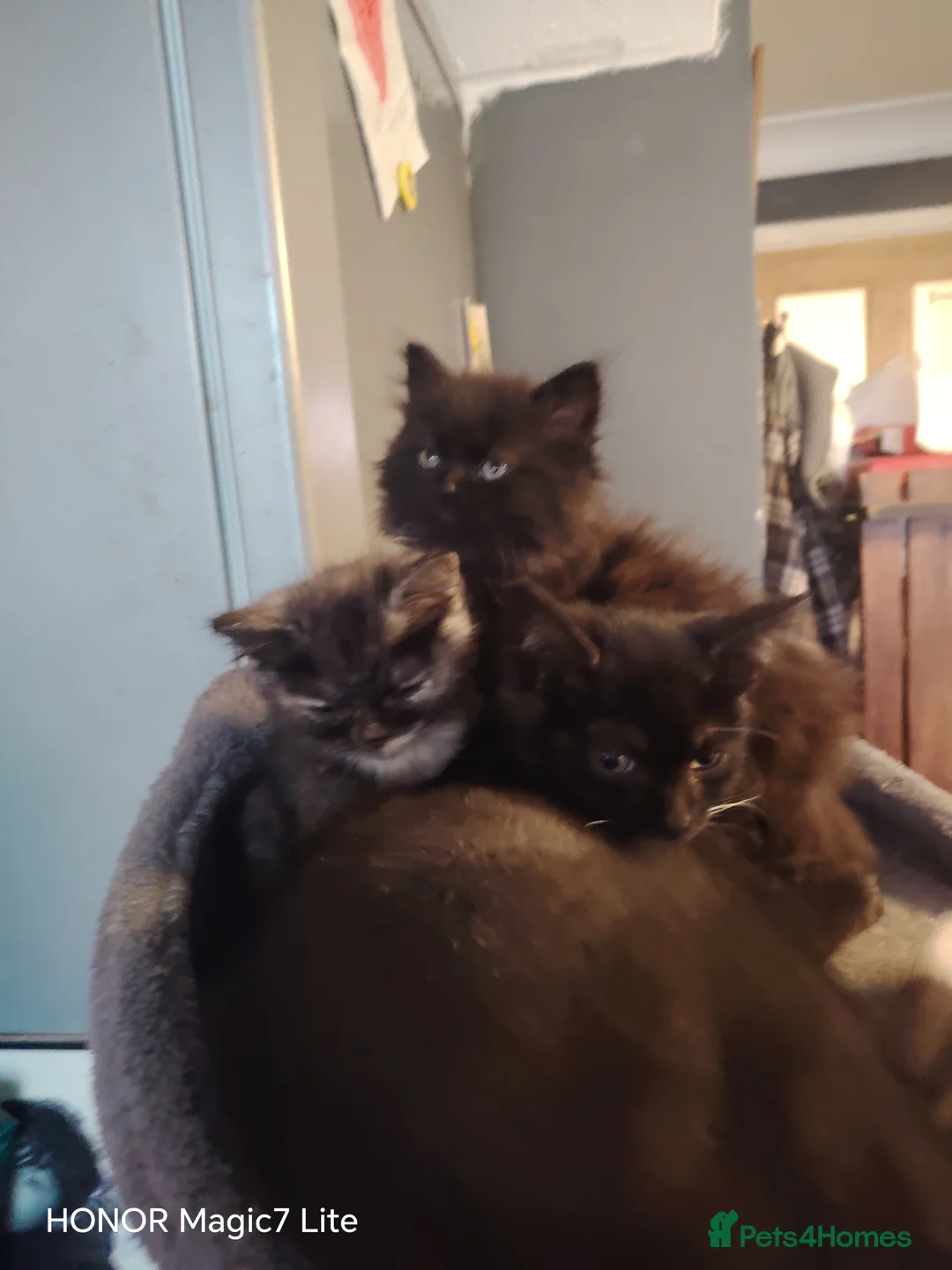 Mixed Breed cats for sale: Beautiful black & gray fluffy kitten - Advert 2
