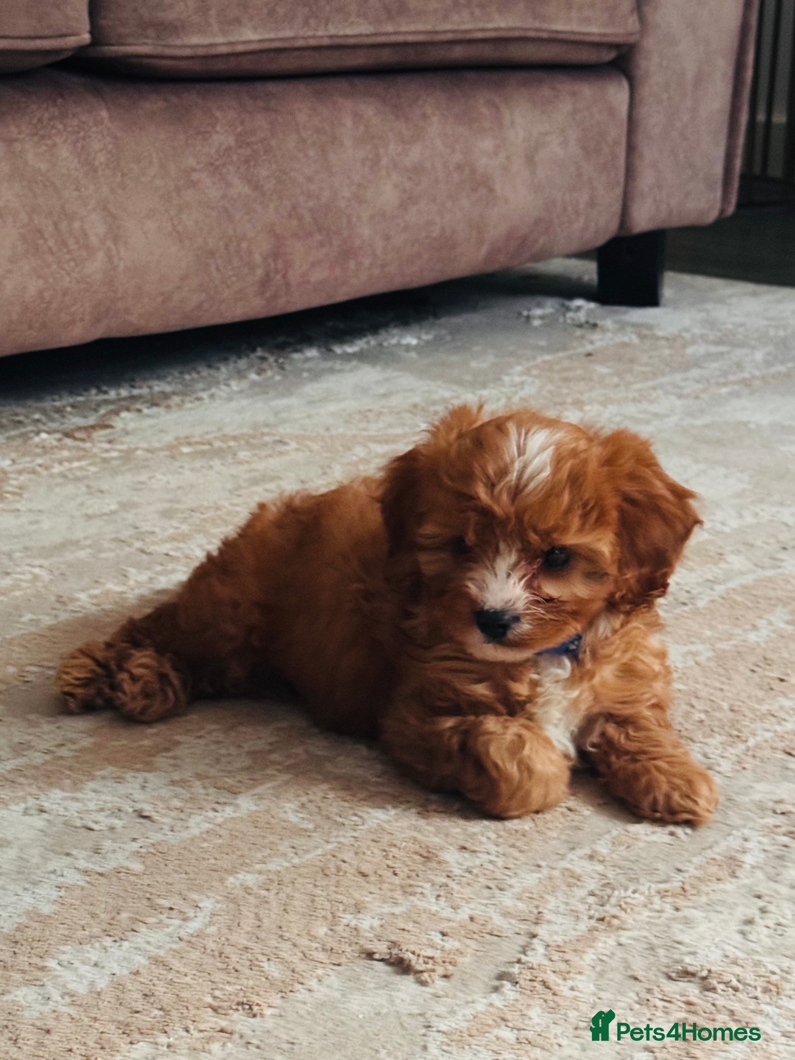 Cavapoo dogs  9-Week-Old Cavapoo Puppy for Rehoming - Advert 2