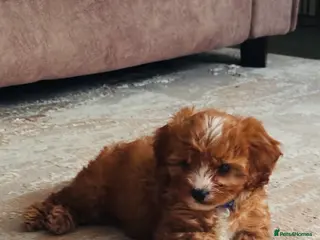 Cavapoo dogs 9-Week-Old Cavapoo Puppy for Rehoming - Advert 1