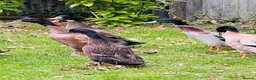 Ducks poultry for sale: Stunning Runner Ducks for sale in Eye - Advert 3