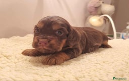 Cocker Spaniel dogs for sale: Gorgeous Health Tested Working Cocker Spaniels - Image 26