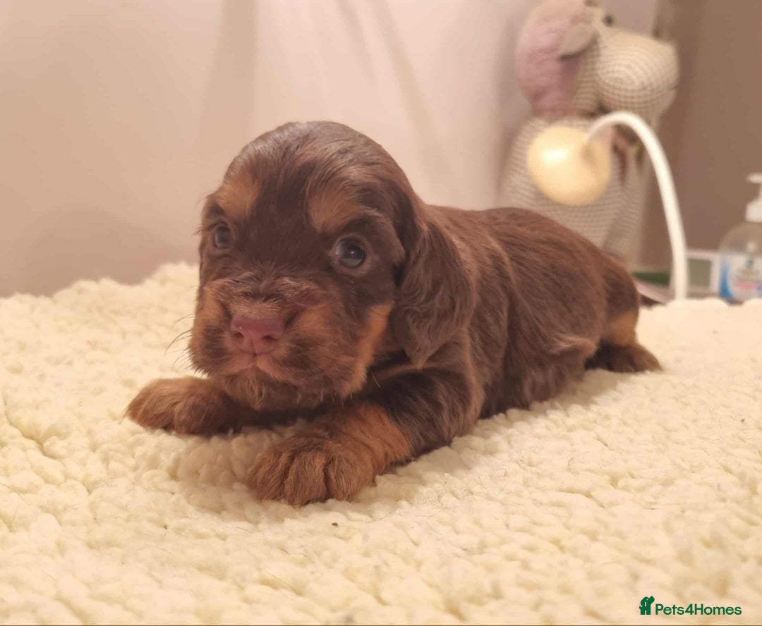 Cocker Spaniel dogs for sale: Gorgeous Health Tested Working Cocker Spaniels - Image 26