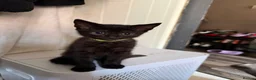 Mixed Breed cats for sale: Beautiful kittens  in Manchester - Advert 3