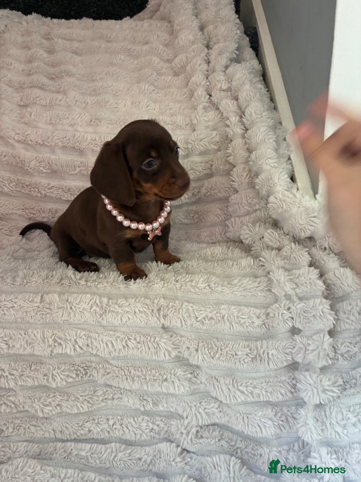 Miniature Dachshund dogs Miniature dachshund  - Advert 3