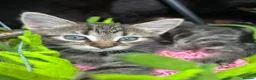 Mixed Breed cats for sale: Kittens for sale - Advert 8