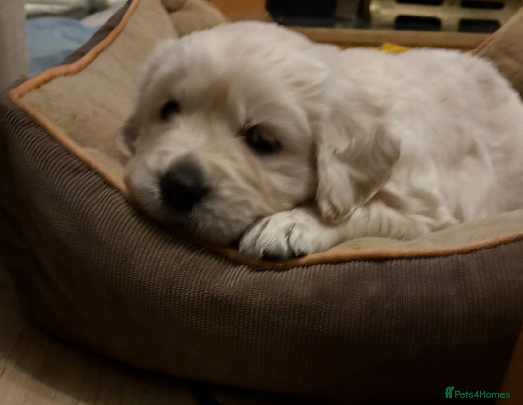 Golden Retriever dogs for sale: KC registered Golden retriever boy puppy - Advert 1