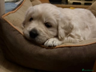 Golden Retriever dogs Golden retriever boy puppy - Advert 2