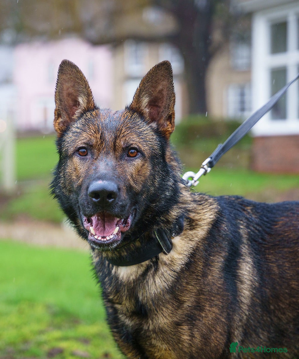 German Shepherd dogs Fully trained Czech shepherd male igp bh - Advert 1