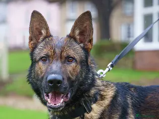 German Shepherd dogs Fully trained Czech shepherd male igp bh - Advert 1