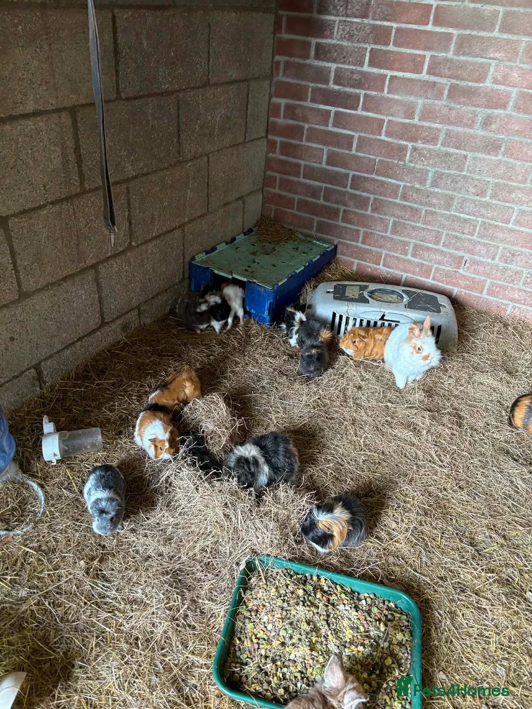 Mixed Breed rabbits for sale: £20 for 2.£15 each rabbit/ pigs , males only  - Advert 7