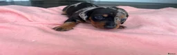 Miniature Dachshund dogs for sale: 5 Mini Dachshund Puppies  - Advert 6