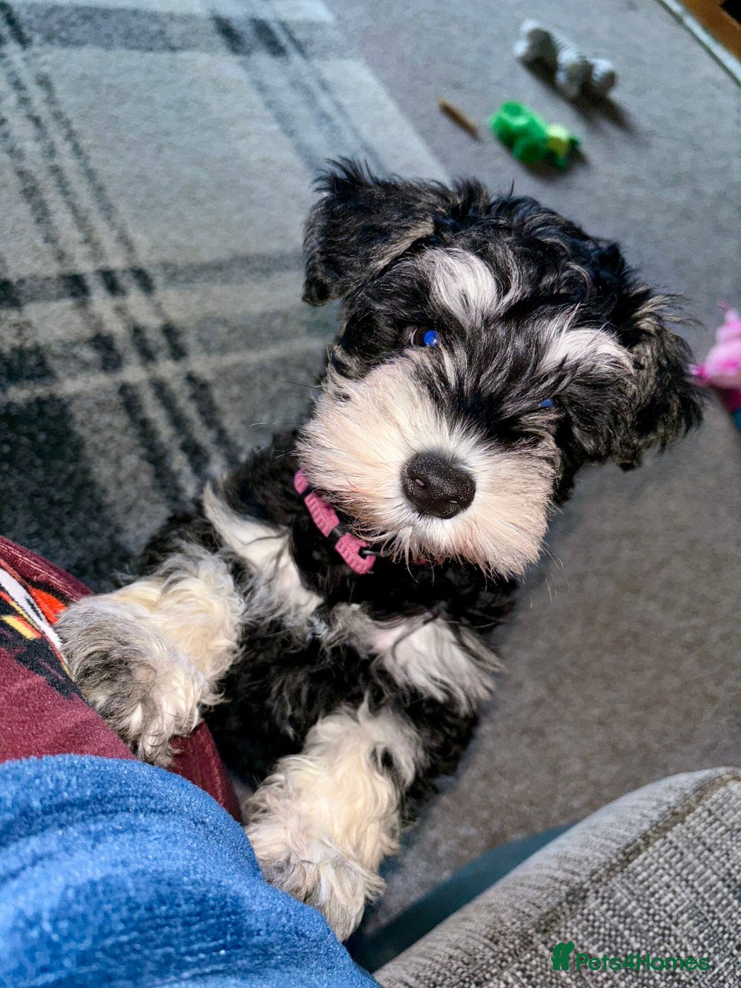 Miniature Schnauzer dogs for stud: Rockybobs Miniature Schnauzer: Fully health tested in Manchester - Advert 9