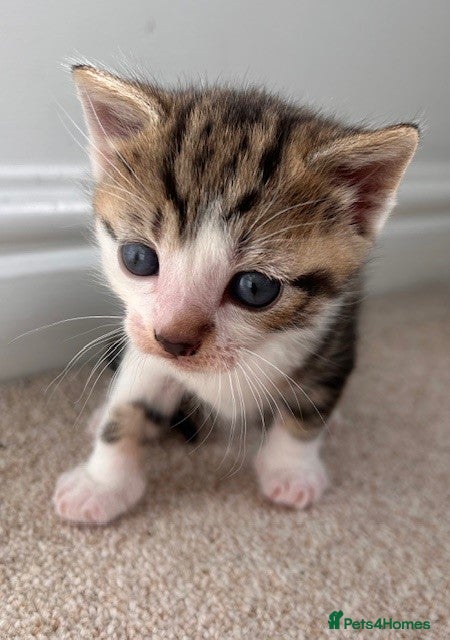 Mixed Breed cats 3 beautiful kittens for sale - Advert 1