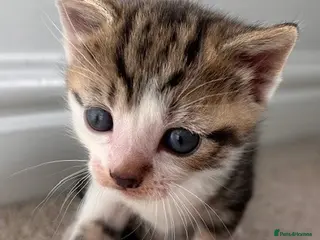 Mixed Breed cats 3 beautiful kittens for sale - Advert 1