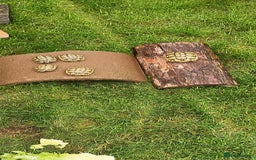 Hermann Tortoise reptiles for sale: 5 Spur Thighed Tortoises  - Image 22
